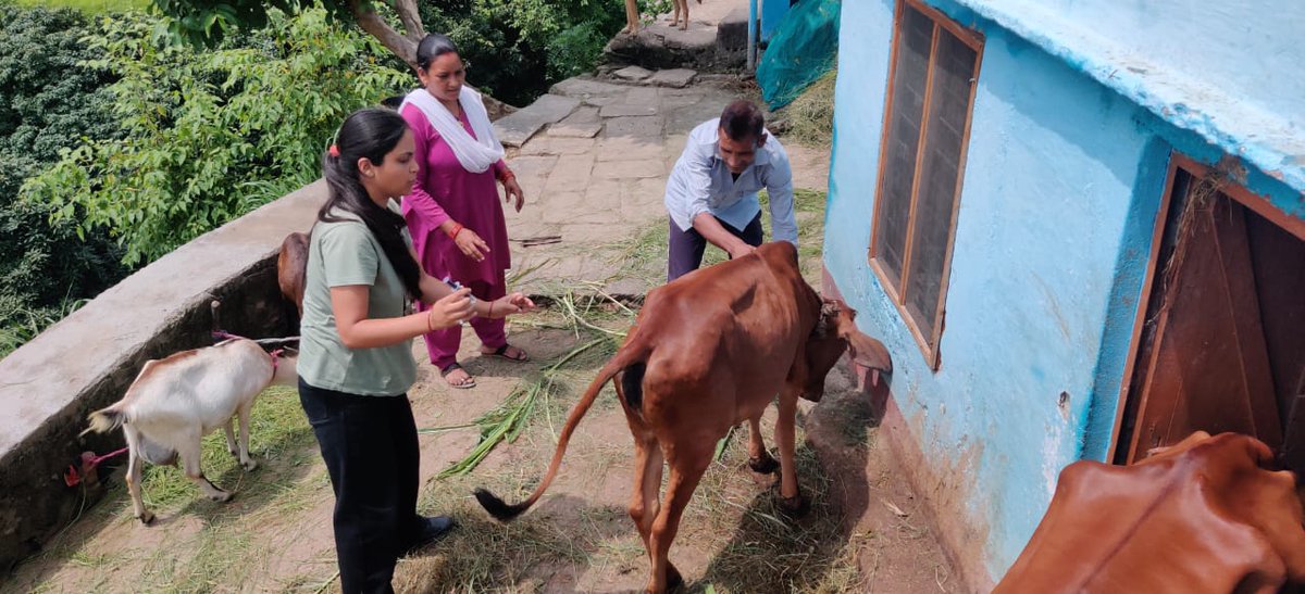 AdBageshwar's tweet photo. बागेश्वर जनपद में कठपुडियाछीना मार्ग की दुग्ध समिति  सिमार में लम्पी रोग गृसित गाय का उपचार कराया गया @basava_ias @DirectorDairy https://t.co/1N5QIf94uZ