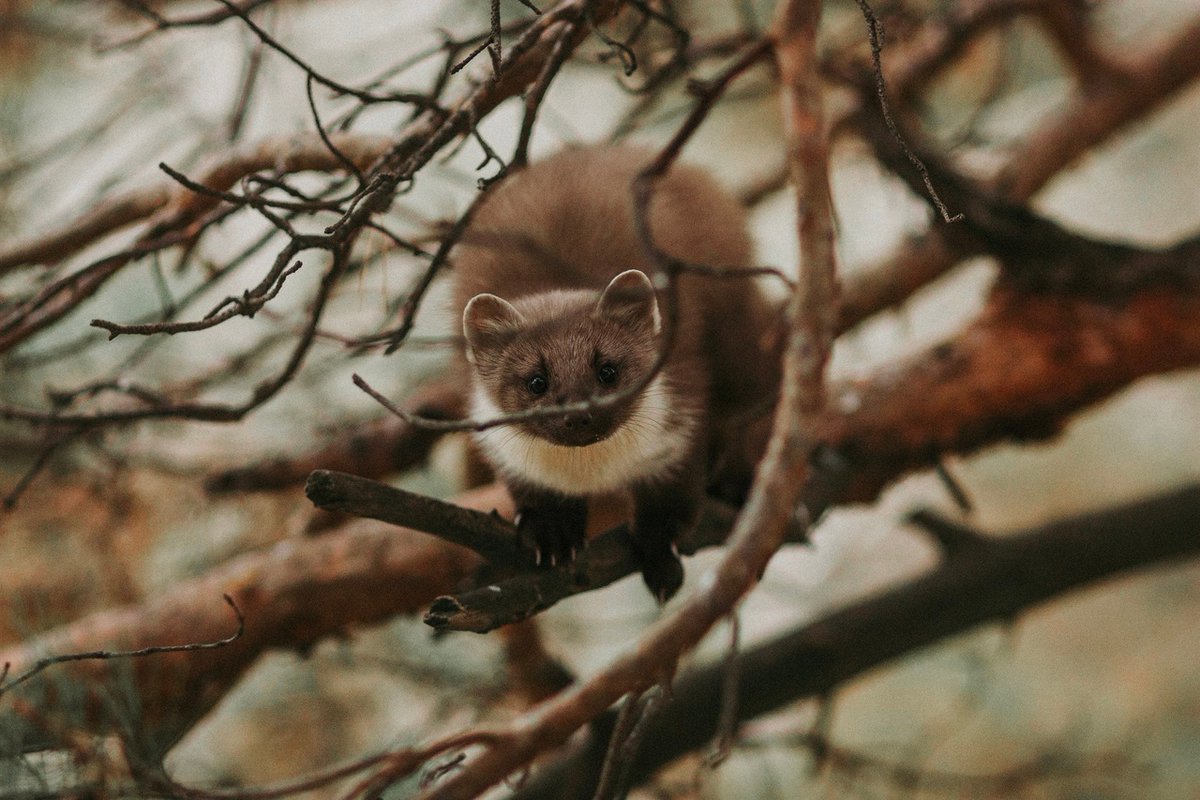 Какая куница? Не видим никакую куницу, наверняка просто спряталась хорошо.

📷 Анастасия: rtraveler.ru/community/user…
