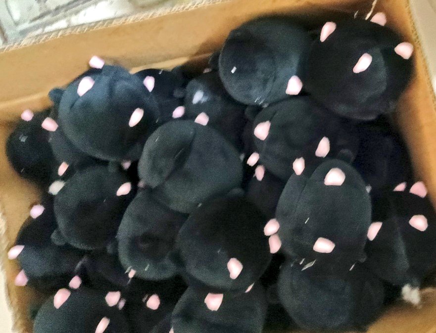 말랑덩어리들은 열심히 태어나는 중 입니다~!! ☁️🫶