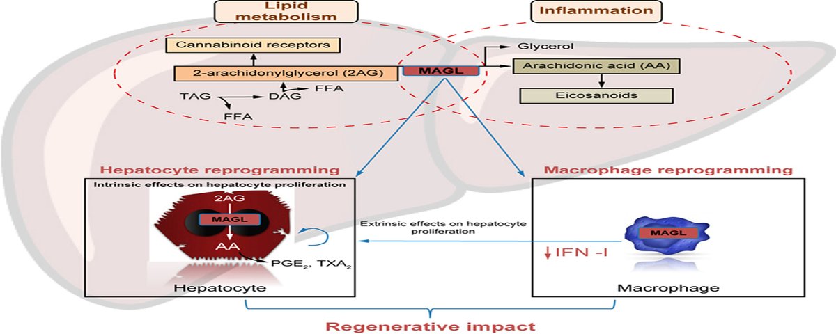 JHEP Reports (@jhep_reports) on Twitter photo Monoacylglycerol lipase reprograms hepatocytes and macrophages to promote #liverregeneration
🔓#OpenAccess at👉bit.ly/3KnAuC1
<a href="/allaire_manon/">Allaire Manon</a>
#LiverTwitter Monoacylglycerol lipase reprograms hepatocytes and macrophages to promote #liverregeneration
🔓#OpenAccess at👉bit.ly/3KnAuC1
<a href="/allaire_manon/">Allaire Manon</a>
#LiverTwitter