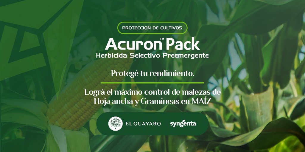 ElGuayaboSrl's tweet photo. Protege tu rendimiento 🛡🌽
🔰 ACURON PACK 
✔️Herbicida selectivo  que otorga un máximo control de malezas 🙋🏻‍♂️🙋🏼‍♀️Asesorate por profesionales.
#ElGuayabo 🌳 
"Somos del campo, como vos"
#JuntoAlProductor @Syngenta_ar #Herbicida #AcuronPack #Maíz #NoMalezas  #CrecerSinCompetencia https://t.co/woeZ4Chnul