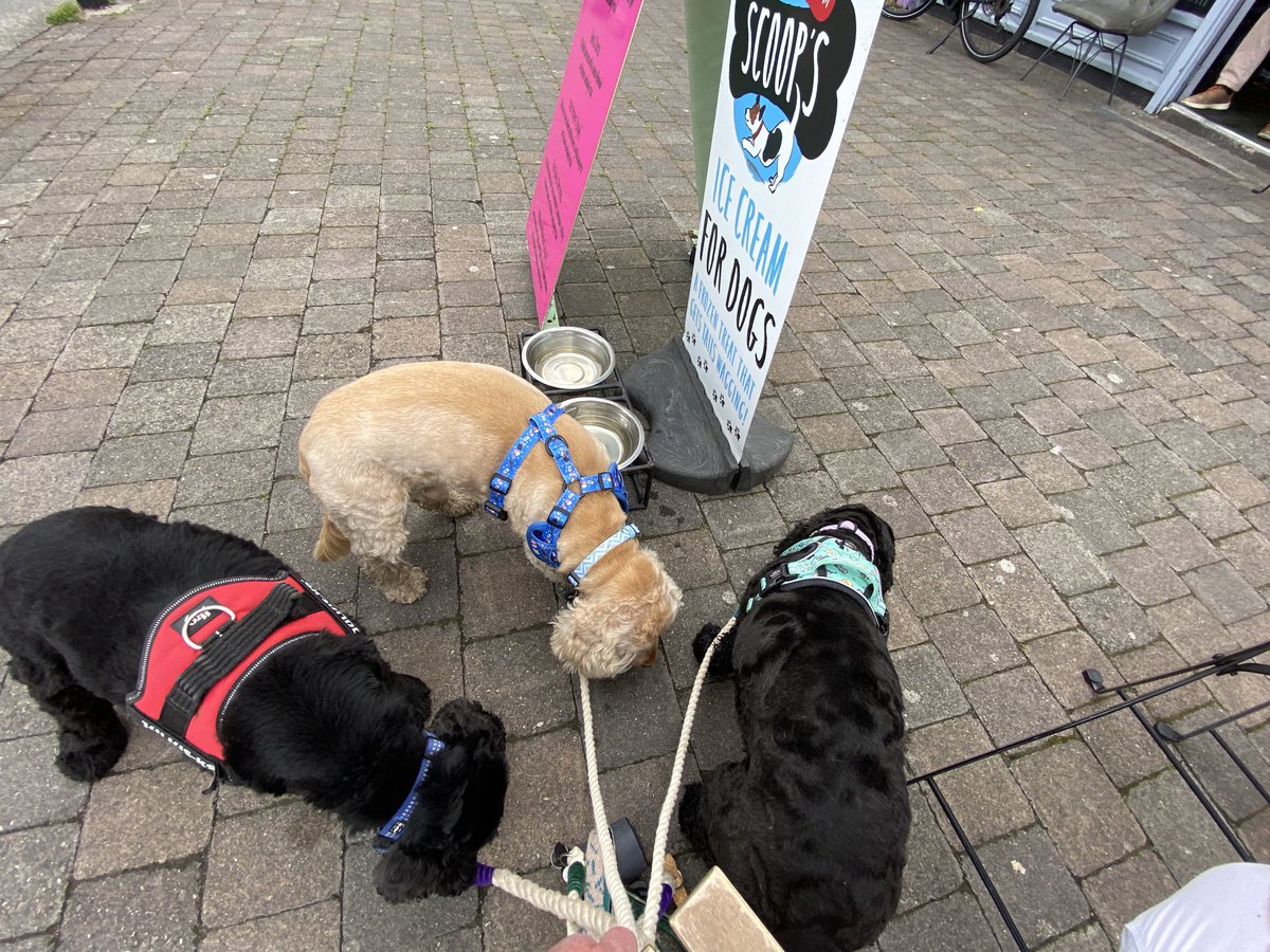ByrneCocker's tweet photo. Pals!  The best morning ever!! We had a pawesome run in the #dogpark and now look what we have!! 😋 !!! *clue is in the sign!! #oneeach 🍨 https://t.co/ePEOisYKd7