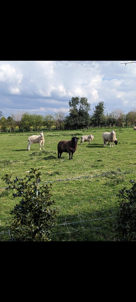 Happy Yorkshire Day from us at the vineyard and our woolly neighbours!