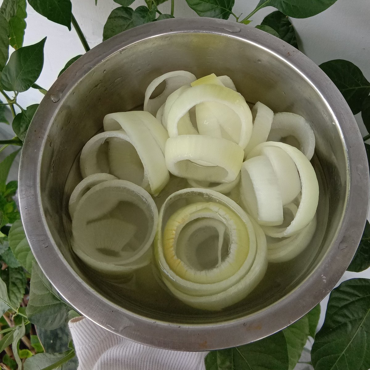 fazadaze's tweet photo. @FOODFESS2 sebelum dibikin, bombaynya rendem di air es dulu biar crunchy, kulit arinya dicopot-copotin aja, balur ke tepung terigu cair kentel trus ke tepung panir. lebih bagus lagi abis dibalur jgn langsung digoreng, melainkan disimpen dulu di freezer biar tepungnya menempel dgn sempurna😼 https://t.co/qov2OF6TYc