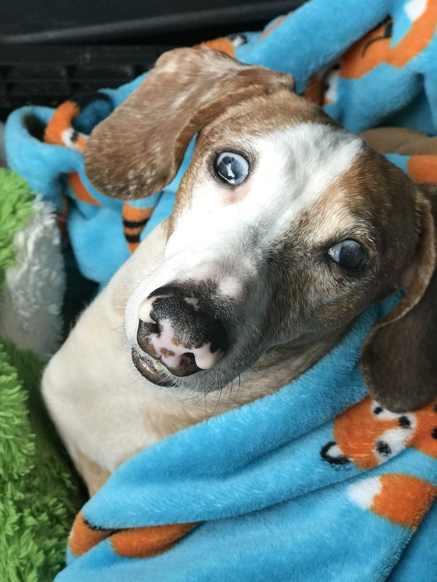 dachsiebabe's tweet photo. @Phil_Sledge Sparky missed by our family so much. https://t.co/O4UQVRiMSo