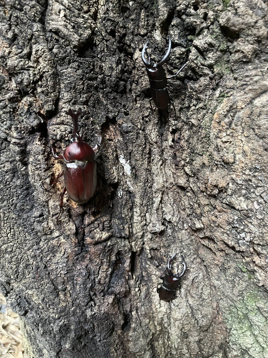 Dangero76404978's tweet photo. 家の近くの森で孫が捕らえたきたカブトとノコクワ。まだいるもんだなぁ。超完品で立派。虫飼うのとか日本だけらしいけど、これがジャパニーズ夏の風物詩じゃい！
※バナナ食わして元の場所リリースしました。
#国産カブトムシ
#73m
#形綺麗
#ノコギリクワガタ
#60mmup
#夏の風物詩
#シッコかけられた https://t.co/1xbfNIIicy