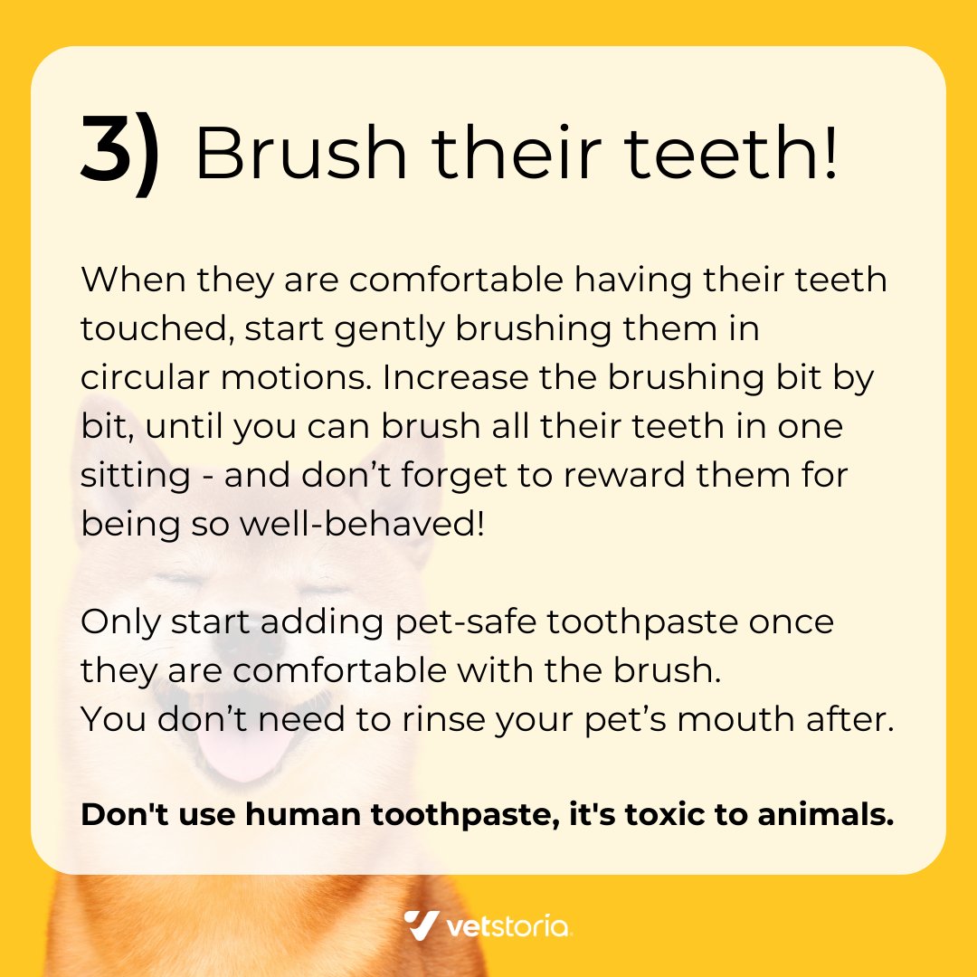 Most pets show signs of dental disease.
This is painful for your pet, and infections can spread...
Brushing your pet’s teeth keeps them happy and healthy. 🐶

Want to teach your clients about #PetDentalHealth? Use this: hubs.ly/Q01ZzGb20
#DentalHealthMonth #PetCare