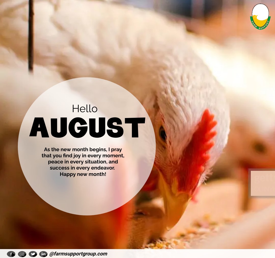 Farmsupportgrp's tweet photo. As we begin a new month, I wish you all the best. August your hard work and dedication be rewarded, and August you have the strength to overcome any challenges that come your way.

Happy New Month

#happynewmonth #poultryfarming #idontscamifarm #farming #farmsupportgroup https://t.co/qCtrbtgLWx