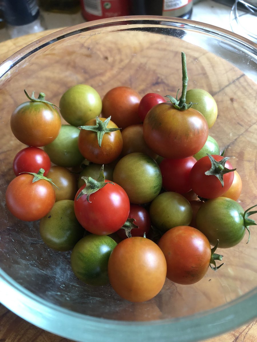 My first pickings of my tomatoes! Im happy I’ve got at least a handful of them due to all the rain! there’s still loads on though! These are grown in side baskets and are called tumblers .
#Homegrown #tumblingtomatoes #Gyo #tomatoes #britishtomatoes #allotmentlife #kitchengarden