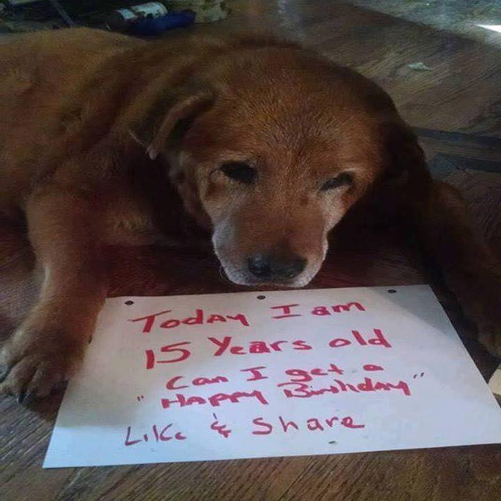 BestinDogs's tweet image. Happy birthday 🎁🎉🎂 ❤️