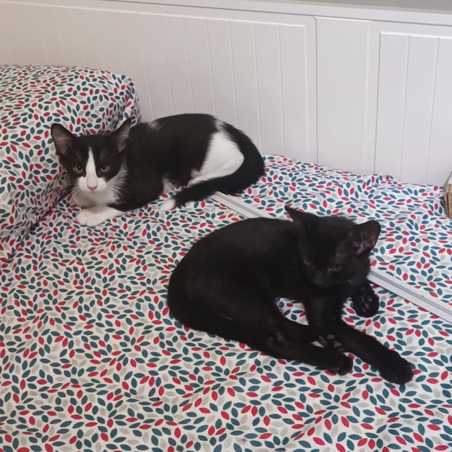 espargats's tweet photo. James y Peter en adopción conjunta🤘🏻. Dos hermanitos de camada que fueron rescatados y llevan un mes socializando en una casa de acogida.
Tienen 2 meses y buscamos una familia que quiera adoptarlos y quererlos siempre.
¿Eres tú? Whatsapp al 625017077 💜.
#adoptarsalvavidas https://t.co/1KSO0dcqjq