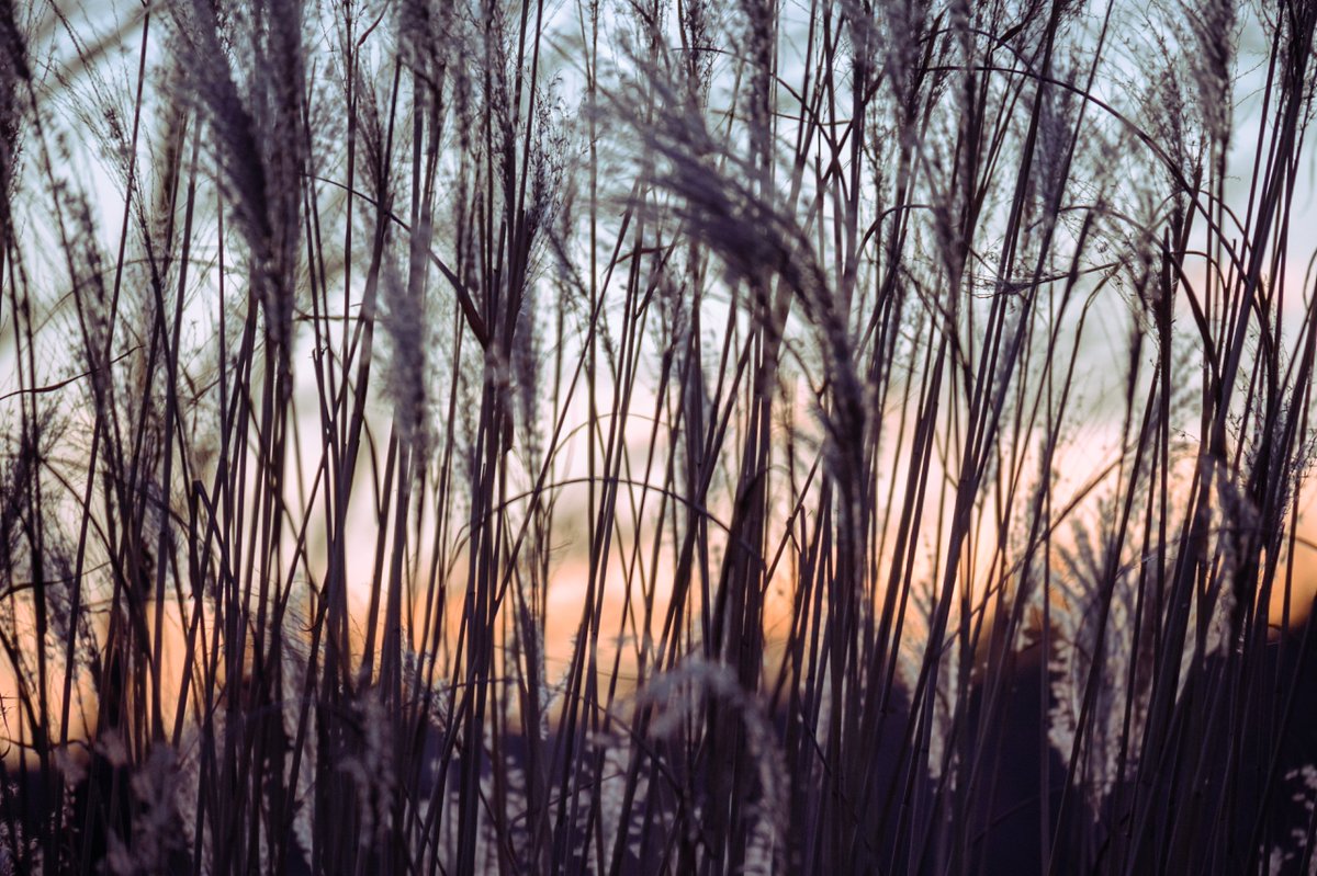 LagerdahlPhoto's tweet image. Gm artists, photographers and collectors! 

A day among the reeds helps my mind reset. How do you reset for the week?