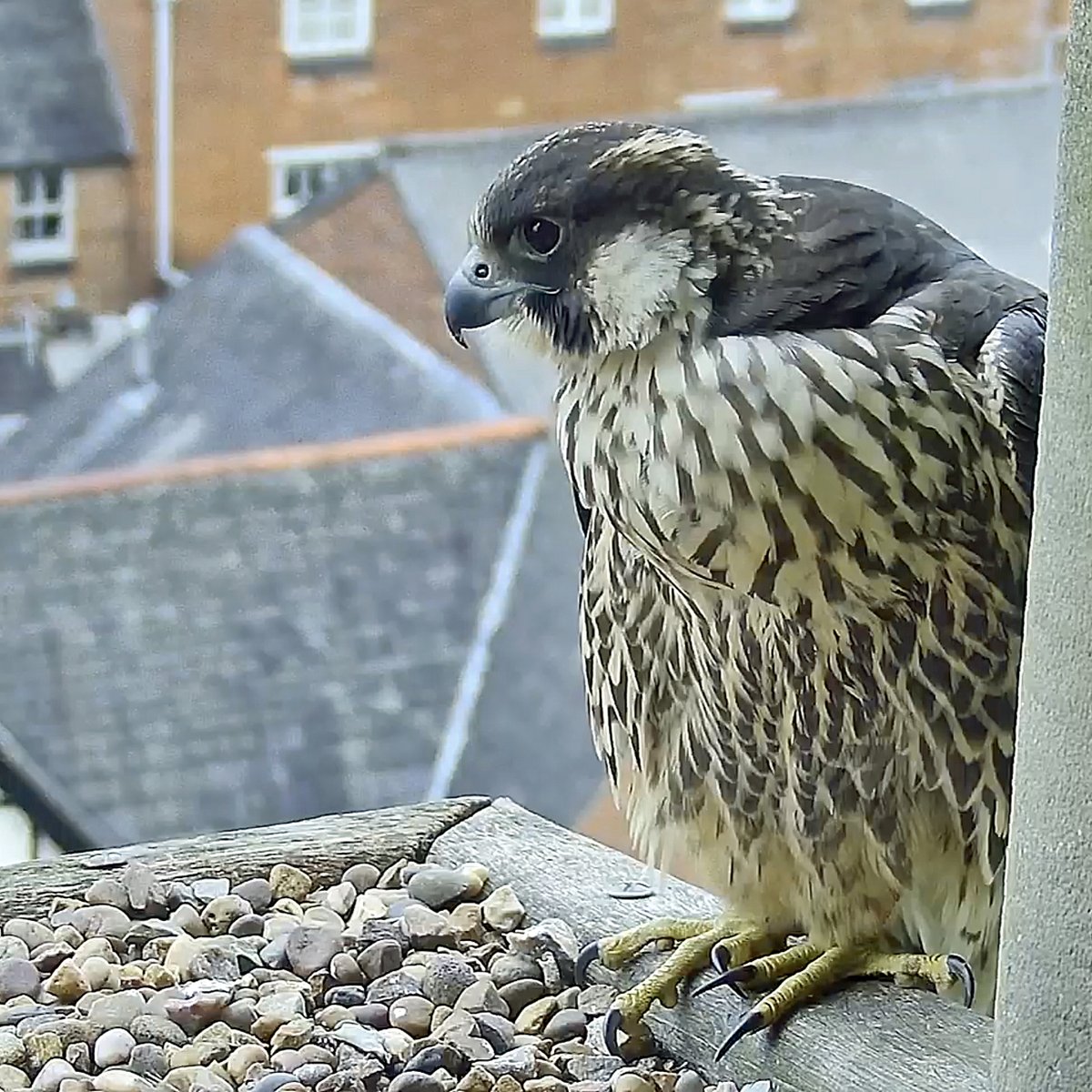 Jim Graham (@cropstonbirder) on Twitter photo It is with great sadness that I have to report that @LeicsPeregrines juvenile PBF from <a href="/LeicsCathedral/">Leicester Cathedral</a> was found dead below the glass bridge of the Highcross Centre on Saturday 29th July. It seems that she flew into one of the large glass windows. It is with great sadness that I have to report that @LeicsPeregrines juvenile PBF from <a href="/LeicsCathedral/">Leicester Cathedral</a> was found dead below the glass bridge of the Highcross Centre on Saturday 29th July. It seems that she flew into one of the large glass windows.