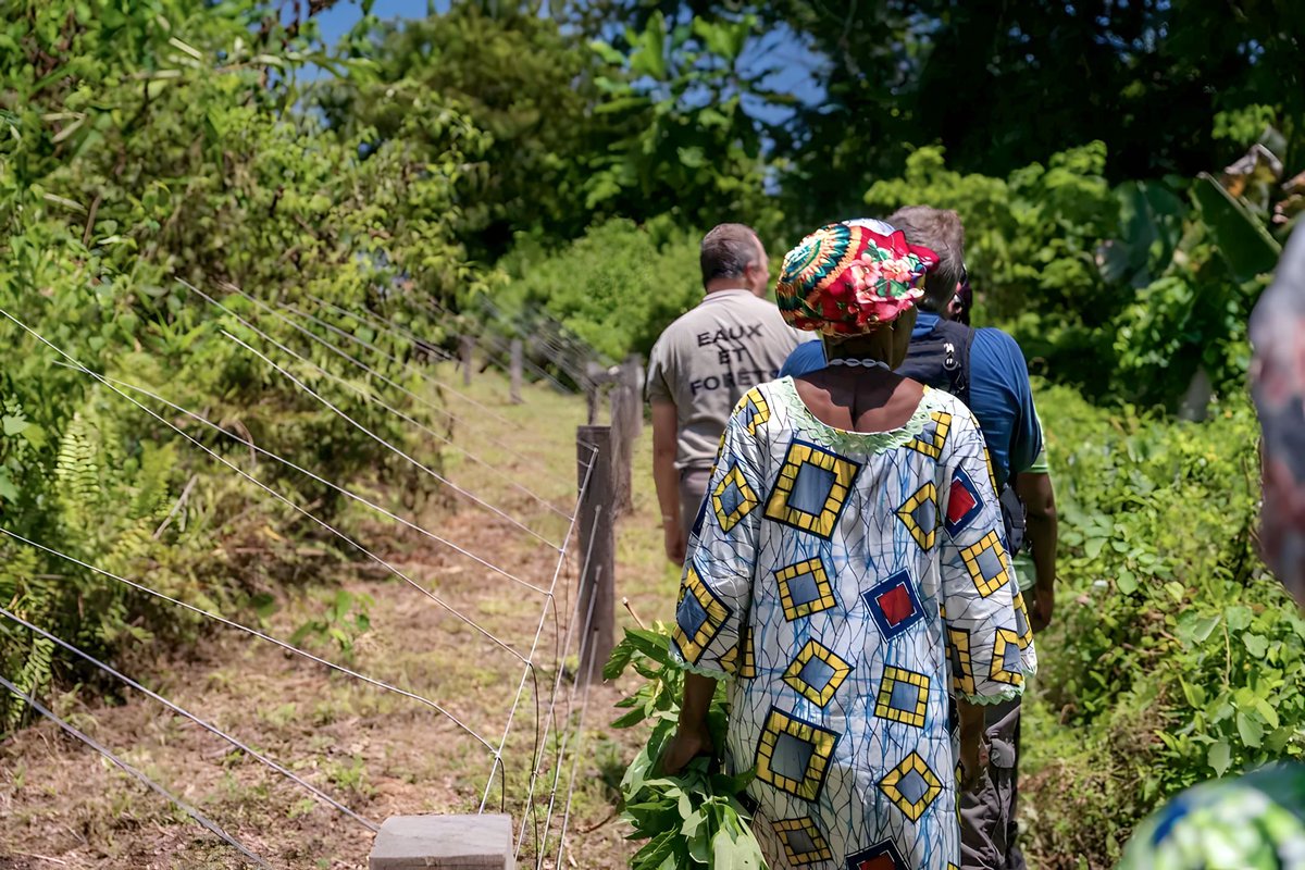 lalettreverte's tweet photo. Au Gabon, si le processus d’indemnisation des victimes du #ConflitHommeFaune (CHF) sur la période 2016-2022 a été enclenché il y a quelques mois, #10262 personnes et environ 3 milliards de francs CFA ont déjà été payés et engagés à cet effet.https://t.co/4tYmkVgjeD https://t.co/9CFAmL7Q8b
