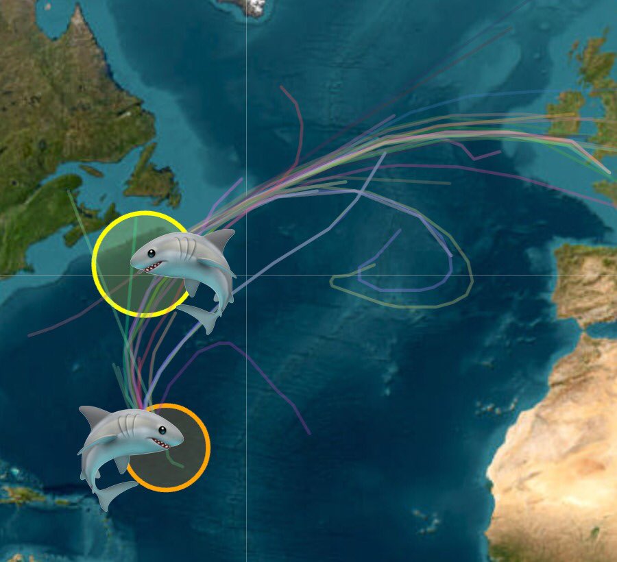 #sharknado 🦈🌪 @Dreetjemineetje