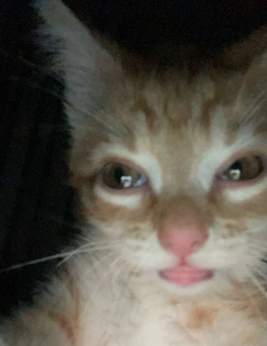 sevxrance's tweet photo. new anomaly.  cat that when you look at it you shit your pants https://t.co/LimFMEUDSp