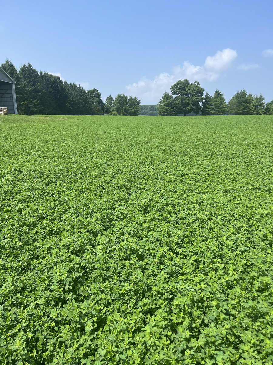 speareseeds's tweet photo. @speareseeds #TH2 #alfalfa loving this summer weather @kevinjfalls #greycounty #notafraidofheights https://t.co/Ns1e6A4Ghh