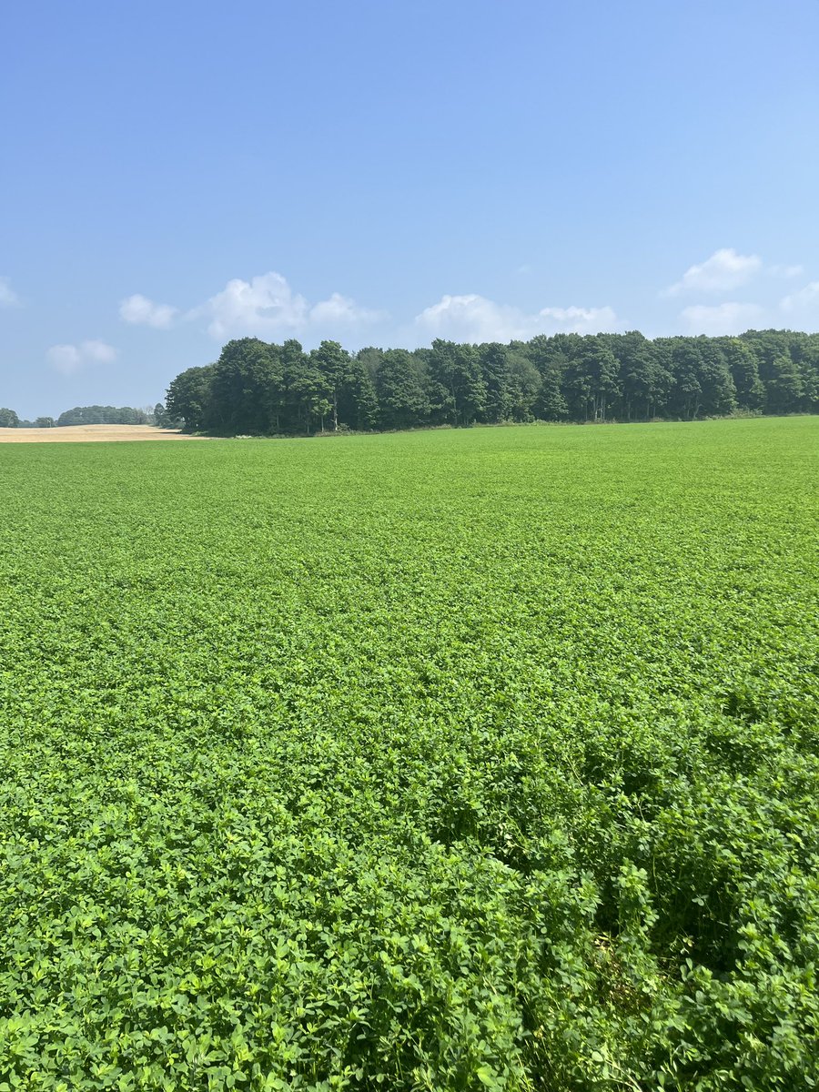 speareseeds's tweet photo. @speareseeds #TH2 #alfalfa loving this summer weather @kevinjfalls #greycounty #notafraidofheights https://t.co/Ns1e6A4Ghh
