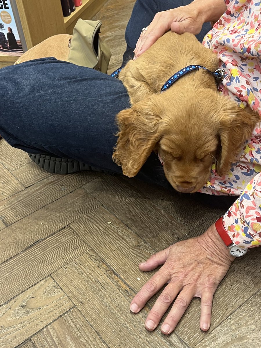 villagebooksdul's tweet photo. First day at work and Toffee is sleeping on the job. 💤💤
#ChooseBookshops #BookshopDogs https://t.co/QT7oNuFFj3