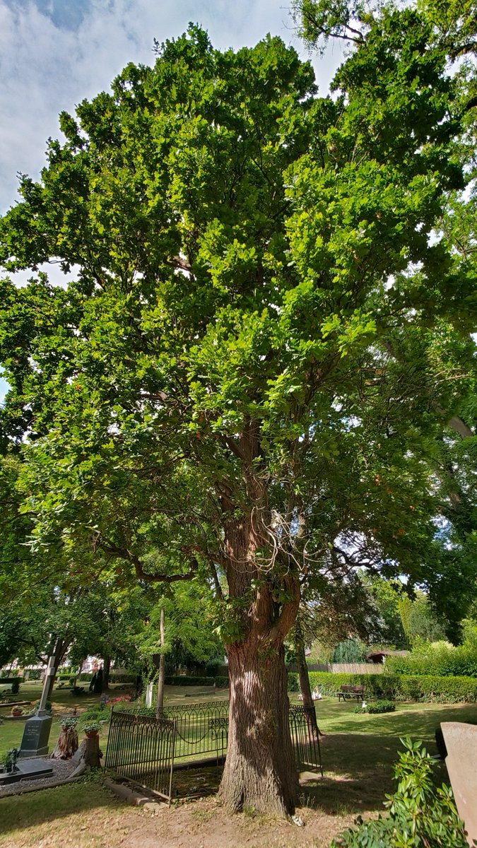 StephaneNature's tweet photo. Healty, peaceful #Thicktrunktuesday in #Freedom to the free, democratic world ๐ณ๐ถ๐ฆ๐งโ๐ฆฝ๐ถ๐ต๐ฒ๐๏ธ๐
#TwitterBird #Trees #TreeRide #TreeHike #Biodiversity #Forests #Climate #MentalHealth #PeaceInFreedom #MakeLoveNotWar #Democracy #HumanRights https://t.co/U28MEJpIuG