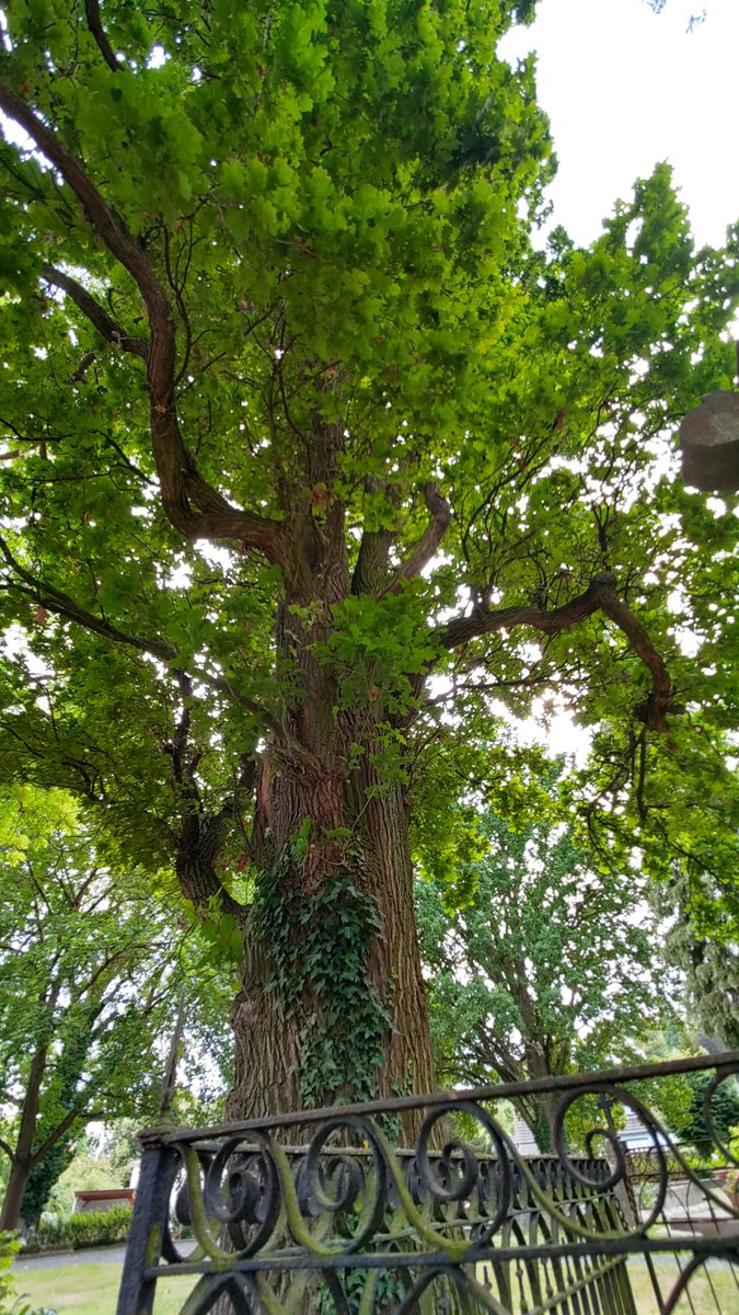 StephaneNature's tweet photo. Healty, peaceful #Thicktrunktuesday in #Freedom to the free, democratic world ๐ณ๐ถ๐ฆ๐งโ๐ฆฝ๐ถ๐ต๐ฒ๐๏ธ๐
#TwitterBird #Trees #TreeRide #TreeHike #Biodiversity #Forests #Climate #MentalHealth #PeaceInFreedom #MakeLoveNotWar #Democracy #HumanRights https://t.co/U28MEJpIuG