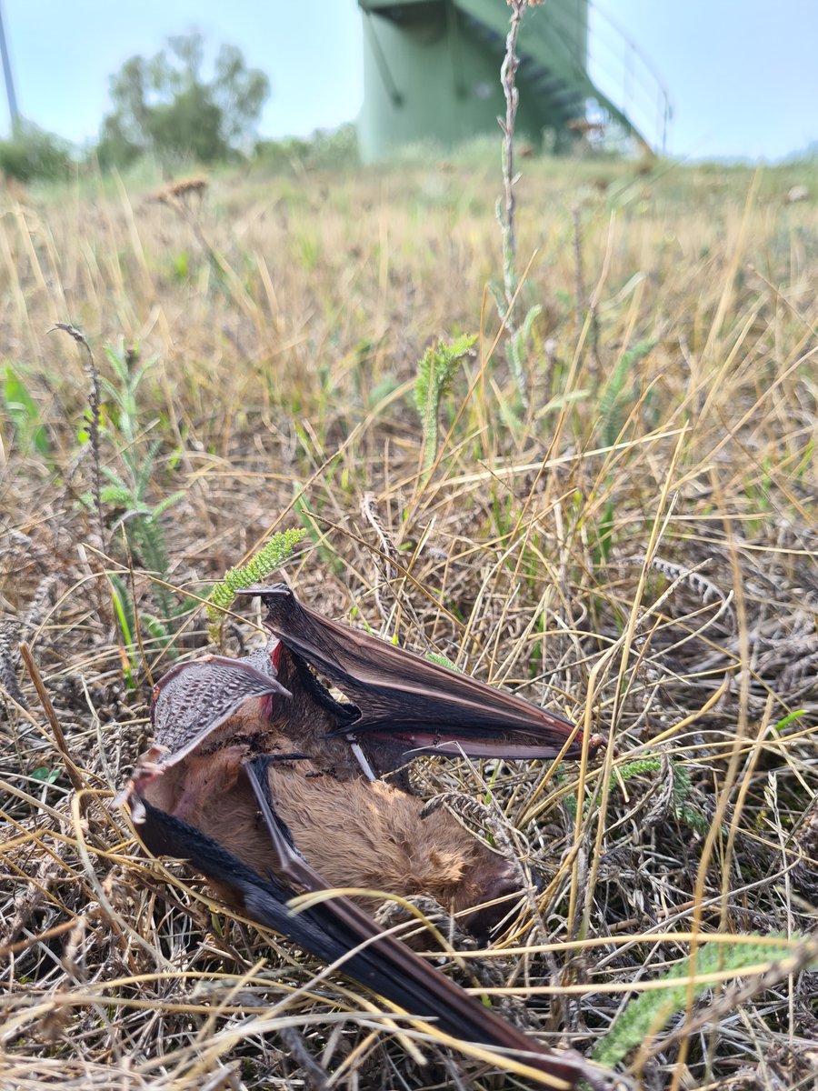 📢Neuer Artikel in NuL: Alte Windenergieanlagen (WEA) können mehrere Hundert Fledermäuse pro Jahr töten! Wir fordern für alte WEA eine fledermausfreundliche Betriebssteuerung, so wie sie an neuen WEA praktiziert wird! Mehr unter: 10.1399/NuL.2023.08.02
youtu.be/A98LkBBqT_s