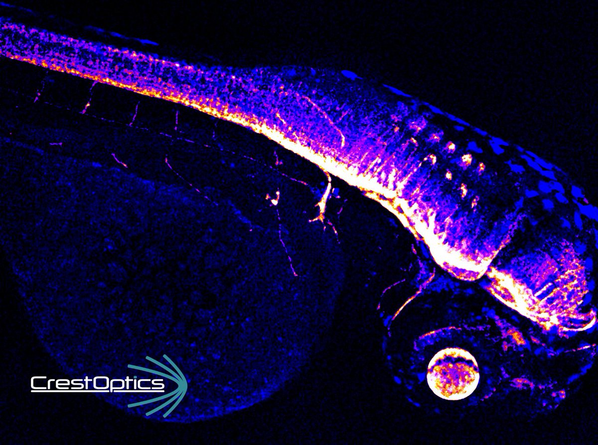 CrestOptics's tweet photo. 🔬 Image of the week to wish you a #HAPPYSUMMER
We keep having some refreshments under the #microscope, what about you? Today’s star is #zebrafish, a tropical freshwater fish well-studied as a model #organism!
Stay tuned on our #acquatic adventure!
#FluorescenceFriday https://t.co/0kGpzReUhu