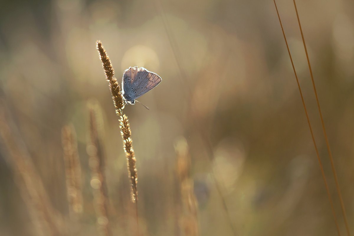 dew (@dew_droplets_) on Twitter photo 