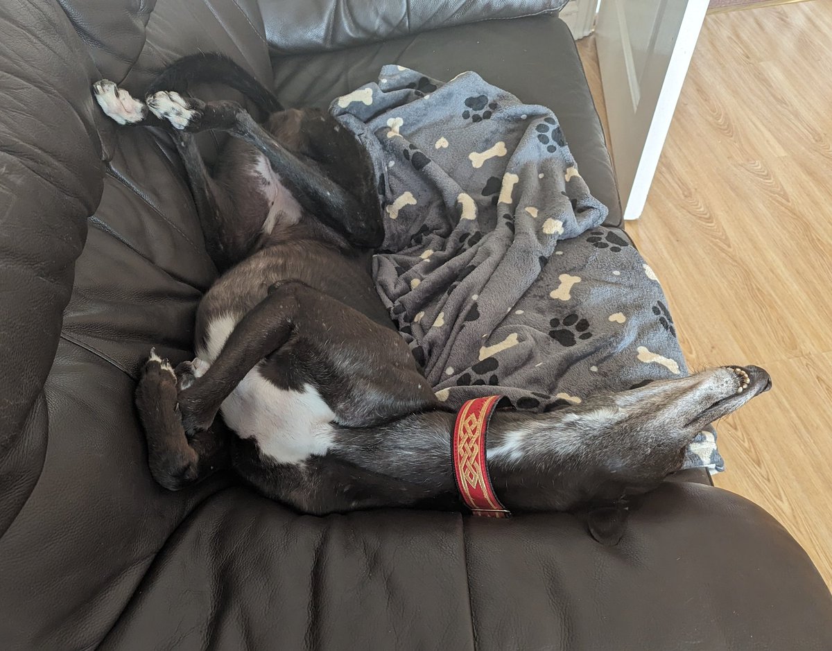 MayaTheGrey's tweet photo. M: May we present, the Magnificent Mirrored Hounds.
#houndsoftwitter #flapsout https://t.co/Ntz9T3XcD7