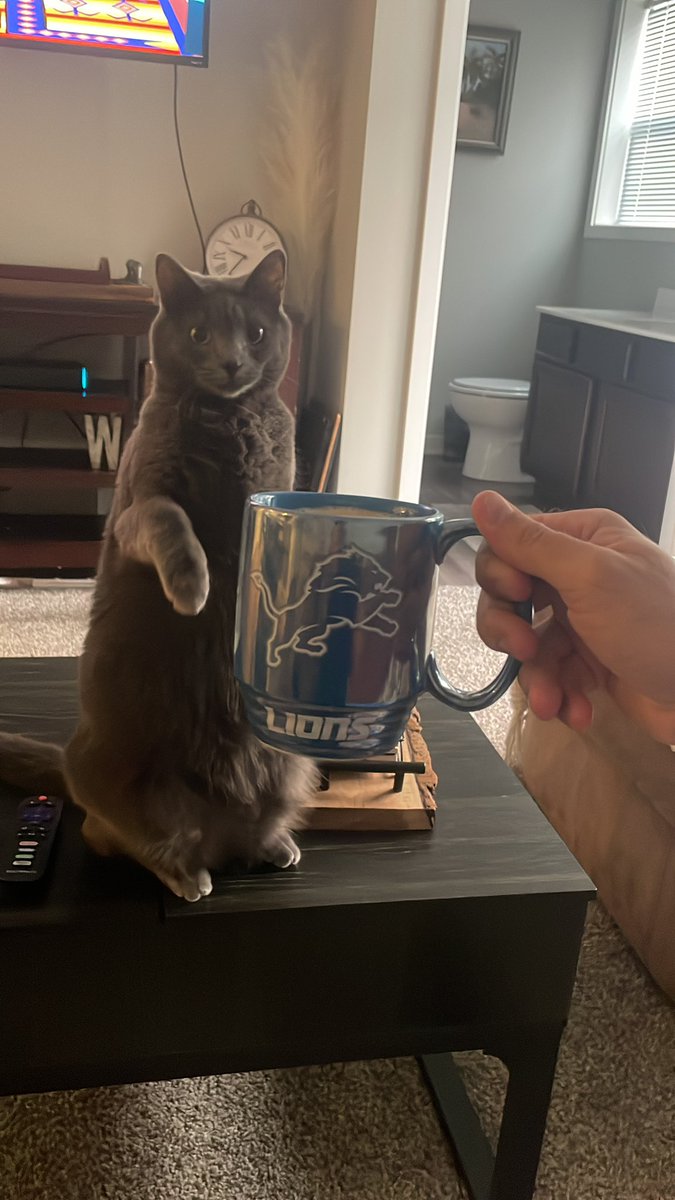 RiIeasy's tweet photo. Good morning from the Lion himself, Sushi 🦁 https://t.co/rlYld7k6wt
