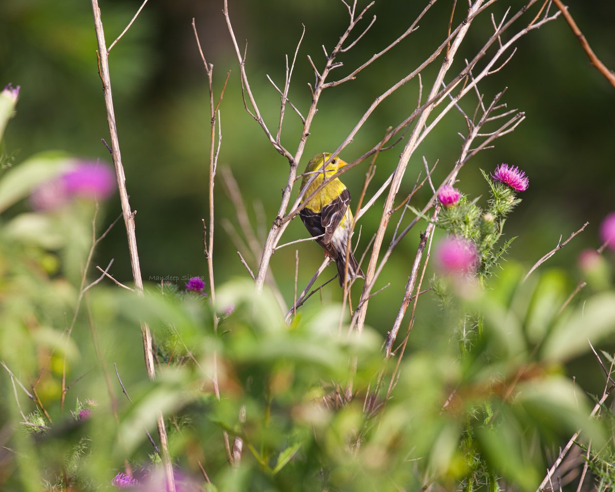 Not everything is green on the other side😊 #birds #birding #birdsinwild #birdphotography #Smile #twitterbirds #twitternaturecommunity #Canon #twitternaturephotography #IndiAves #Birdsoftwitter #Canonphotography #BirdsSeenin2023 #Americangoldfinch