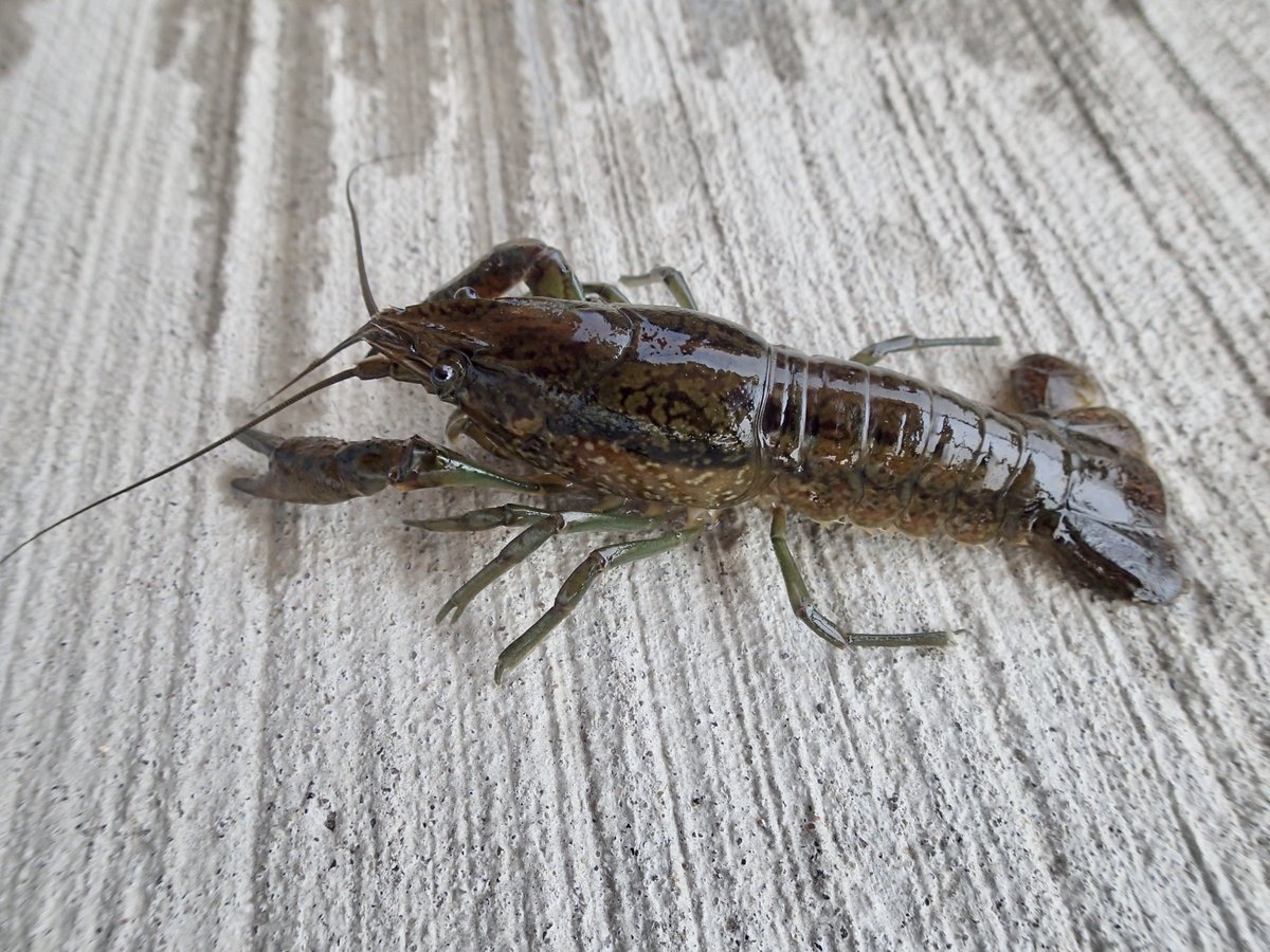 DrCrayfish's tweet photo. We now have a first record of the #invasive asexual Marbled #crayfish in the wild in Canada and North America. If you have these crayfish as a pet DO NOT release them in the wild! (PS: they are banned in the provinces of Ontario and Saskatchewan!) (photos P. Hamr)@CrayfishIAA https://t.co/aQMH8y0gwL