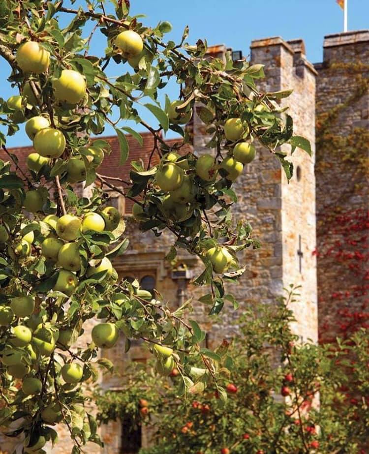 hevercastle's tweet photo. Anne Boleyn’s orchard is overflowing with sweet delicious fruit 🍏 #HeverCastle https://t.co/NdFm5oXdeJ