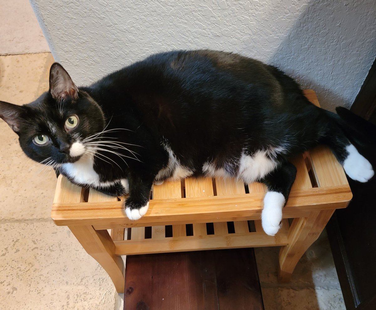 catsaysbye's tweet photo. Socks on, ready to party. And by party I mean receive pets &amp; scratches #TuxieTuesday https://t.co/2DrR2srzPK
