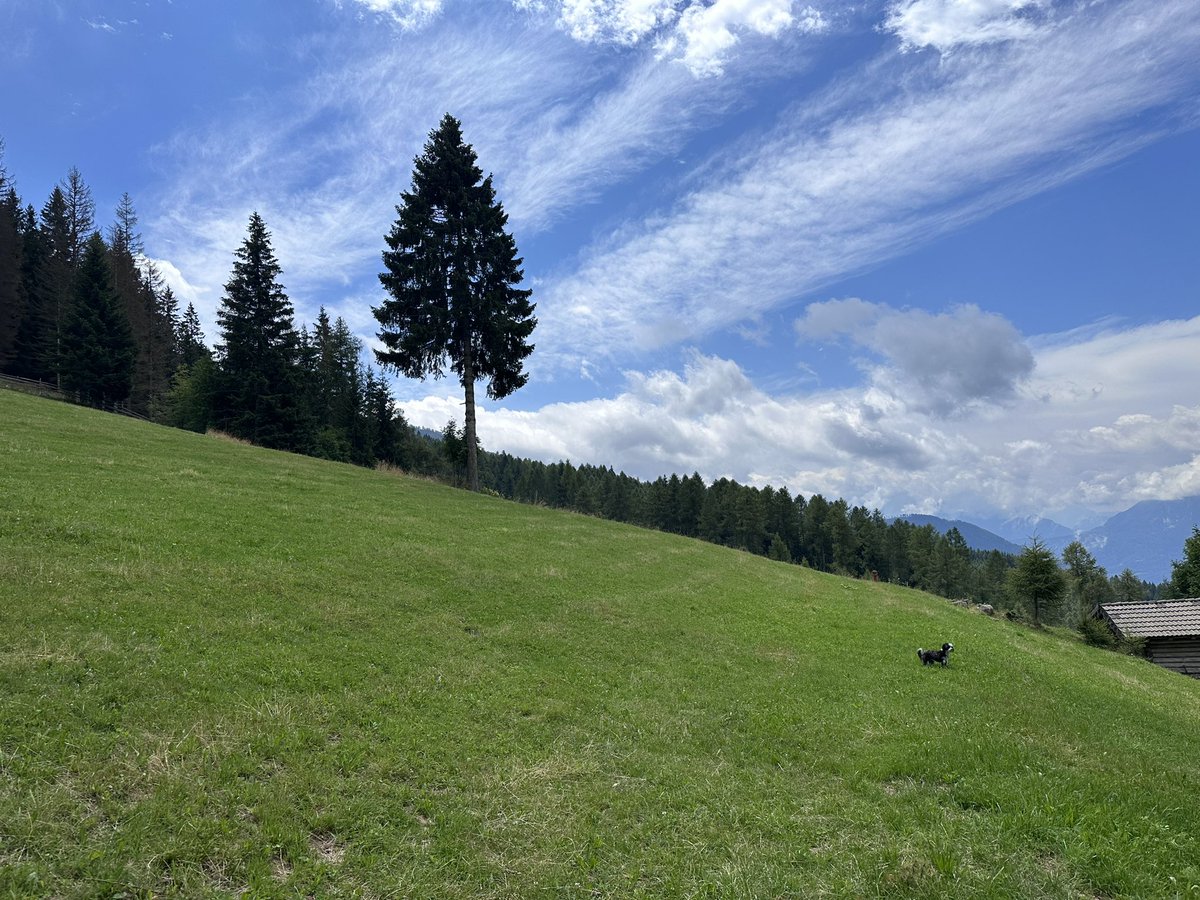 toncicaric's tweet photo. #jagode #alpe https://t.co/gHv6Onc0EV