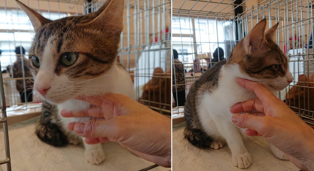 As today is International Cat Day our latest Mazda Insider story takes a look at the team members at Mazda's Hiroshima HQ who founded their own club to look after cats in the Hiroshima area. Read more here: insidemazda.co.uk/2023/07/28/maz… #internationalcatday