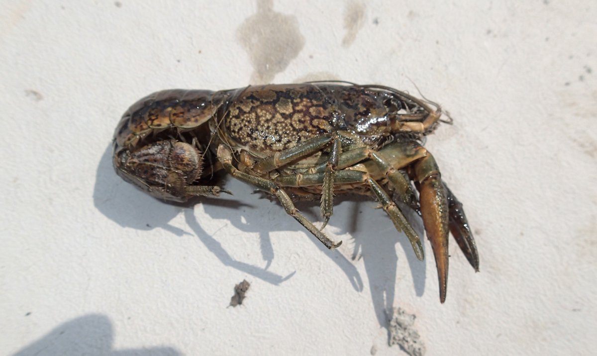 Dr. Crayfish (@drcrayfish) on Twitter photo We now have a first record of the #invasive asexual Marbled #crayfish in the wild in Canada and North America. If you have these crayfish as a pet DO NOT release them in the wild! (PS: they are banned in the provinces of Ontario and Saskatchewan!) (photos P. Hamr)<a href="/CrayfishIAA/">International Association of Astacology</a> We now have a first record of the #invasive asexual Marbled #crayfish in the wild in Canada and North America. If you have these crayfish as a pet DO NOT release them in the wild! (PS: they are banned in the provinces of Ontario and Saskatchewan!) (photos P. Hamr)<a href="/CrayfishIAA/">International Association of Astacology</a>