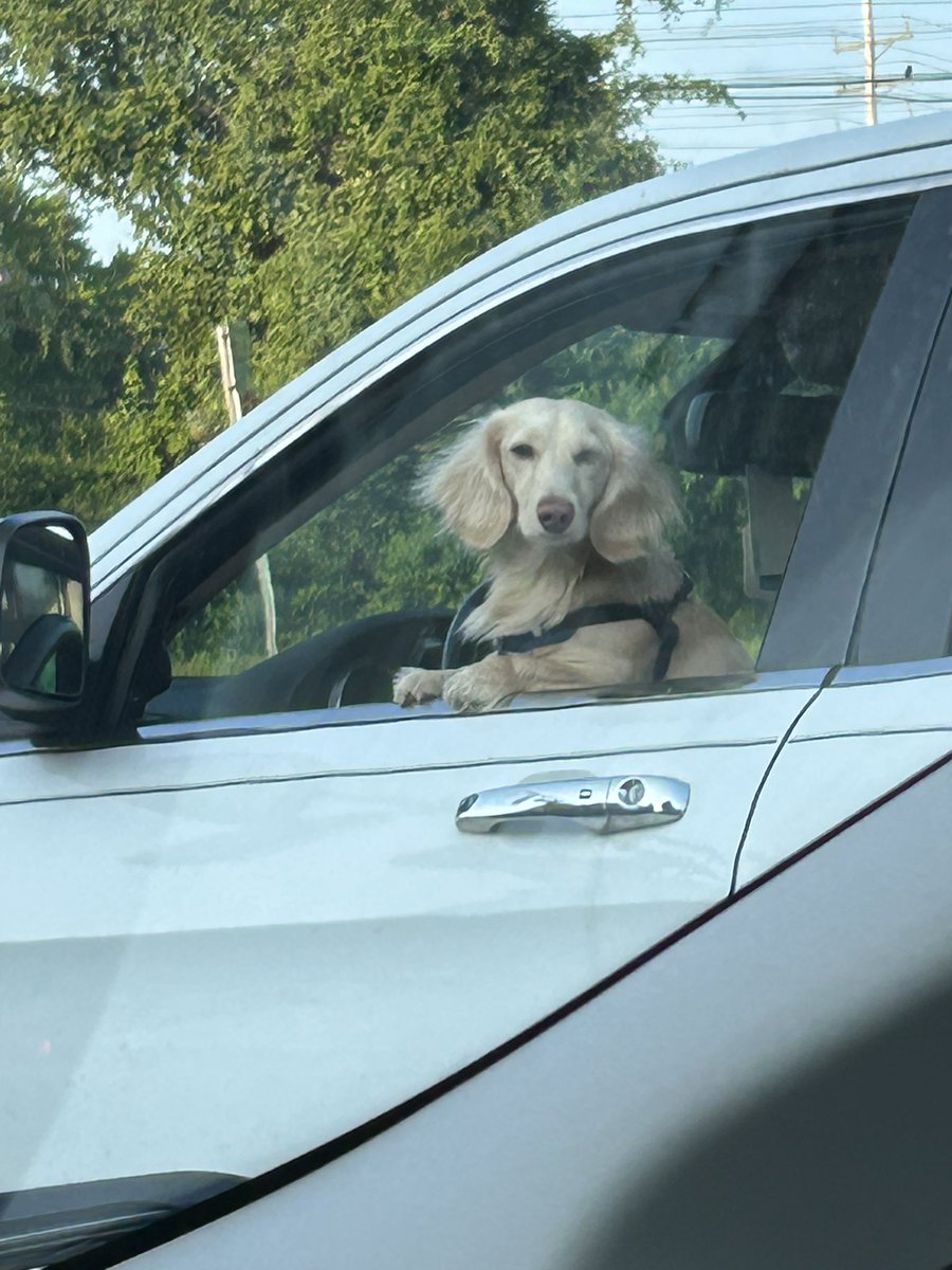 It’s going to be a good day when you see a very good floof out your window! @dog_rates