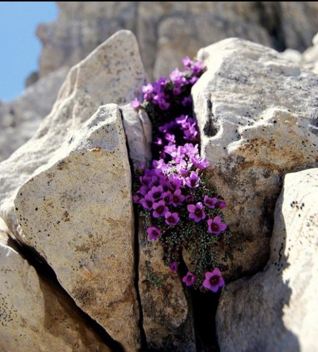 وكلما تأملت رحمة الله ، وجدت لطفه بكل شيء حتى في الابتلاء ، فترى ما كنت تكره صار بابًا لما تحب وتلك العثرة أخذتك إلى آفاقٍ رحبة وتلك الأوجاع التي سكنت بك كانت مصدر حكمتك …💎💎