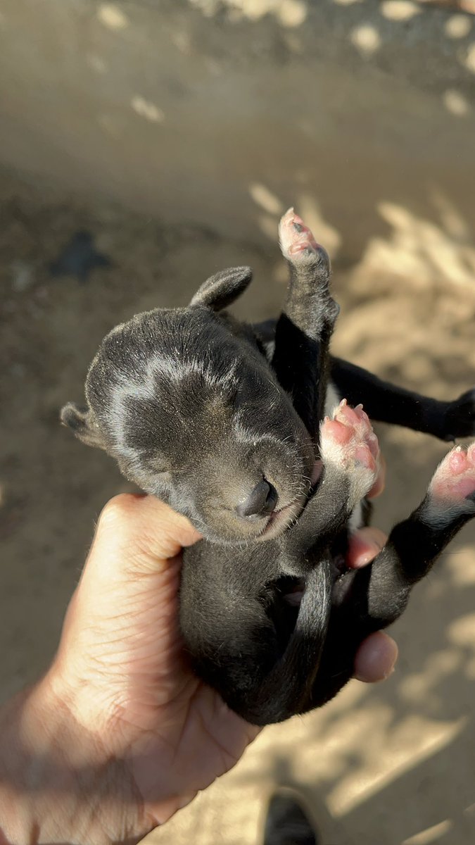 AlvaroFinez's tweet photo. ‼️SE REGALAN CACHORROS DE RAZA BRACO‼️
DIFUNDID PLS 🙏🏼 https://t.co/or14SFwpqG