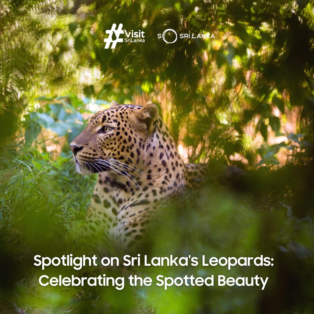 Columbus Tours Sri Lanka tweet media