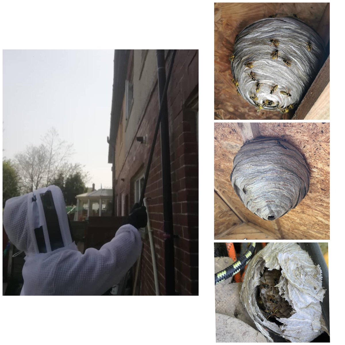 s_hayhurst's tweet image. Wasp nests are still being treated rain or shine. Get in touch if you think you suspect a wasp nest on your premises. Thank you 🐝 
moleandwasp.com
07474956940
#waspnest #wasps #waspcontrol #wasptreatment #rossendale #lancashire #northwest #pestcontrol