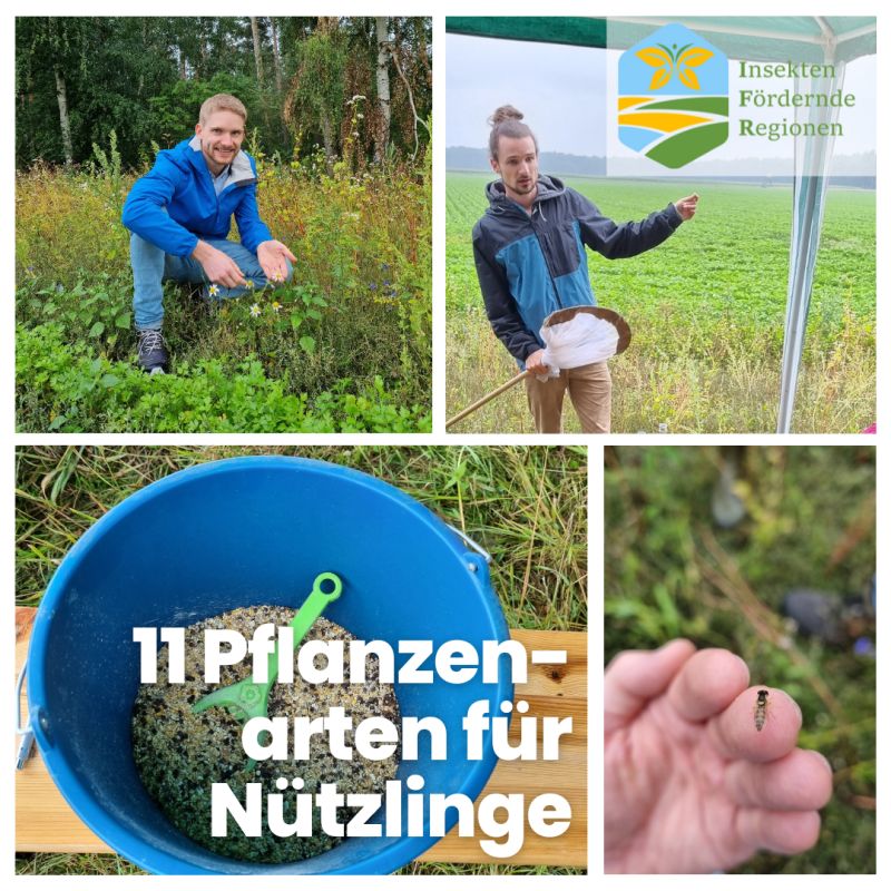 LIFE IFR – Insektenfördernde Regionen tweet media