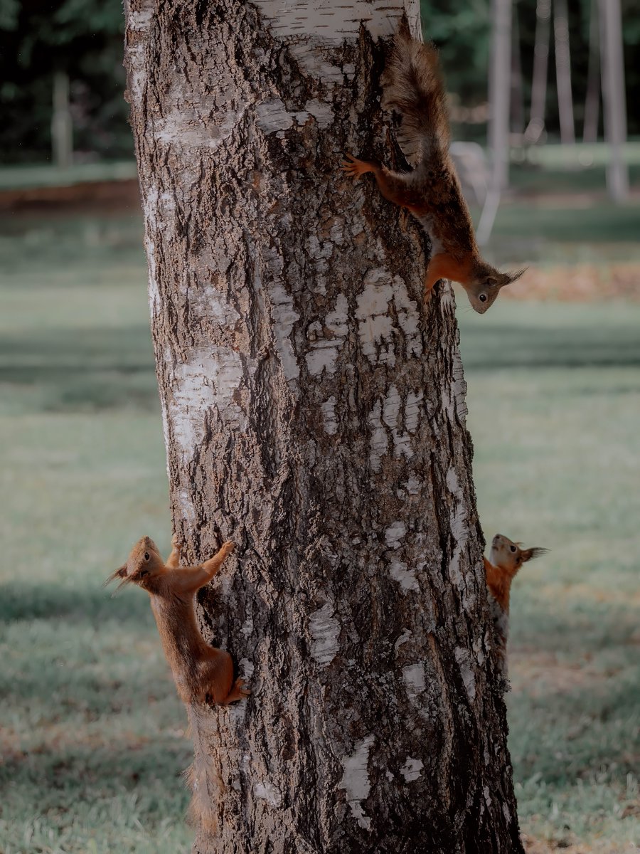 AlexanderPopkov's tweet photo. More #squirrles https://t.co/DS4LRReeCO