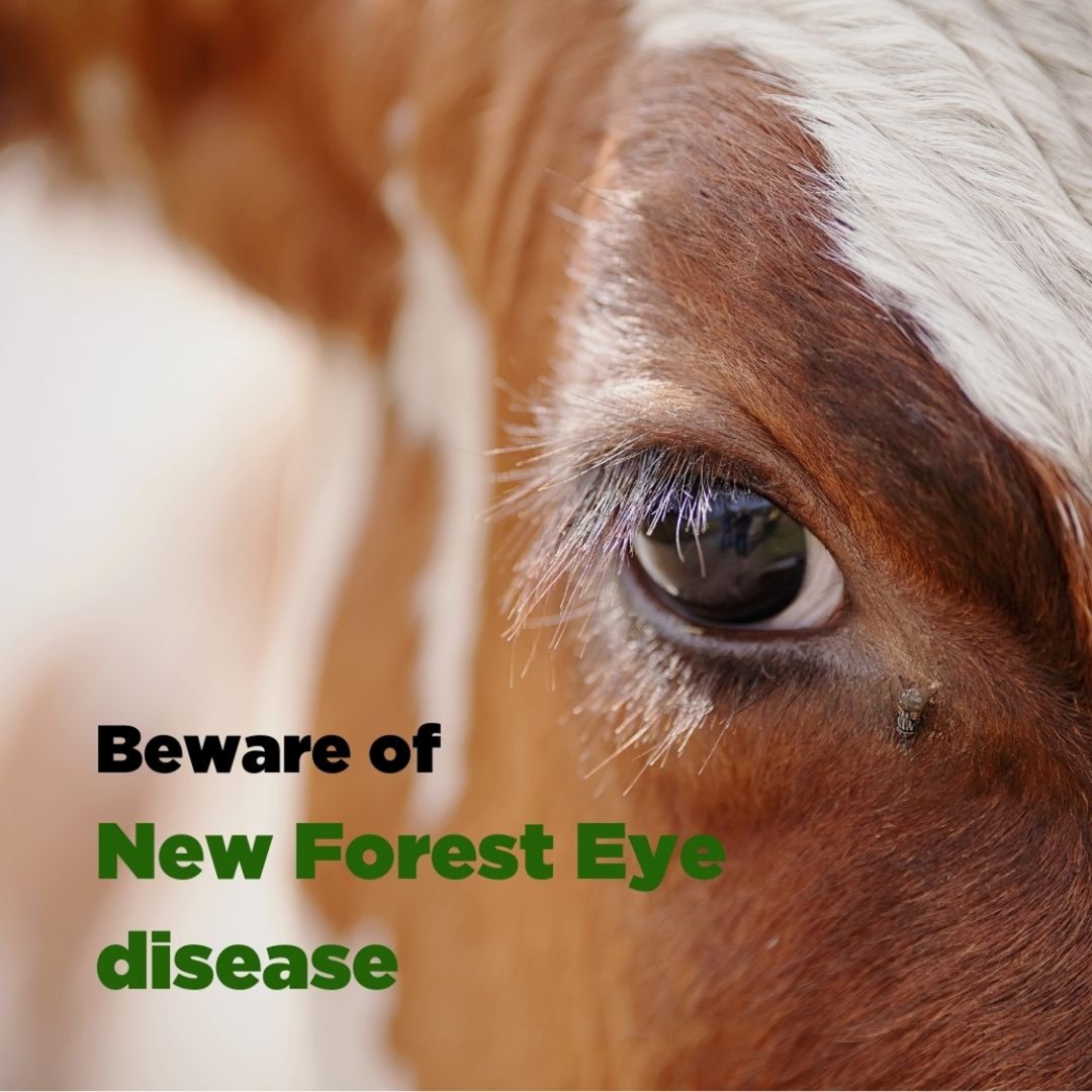 KingshayFarming's tweet photo. New Forest Eye (Infectious bovine keratoconjunctivitis) is a contagious disease that spreads rapidly in the summer months, usually within youngstock. It’s caused by Moraxella bovis, of which nuisance flies can act as a vector. #farmpractice #farmvets #youngstock #newforesteye https://t.co/Y4ODPnaMM5