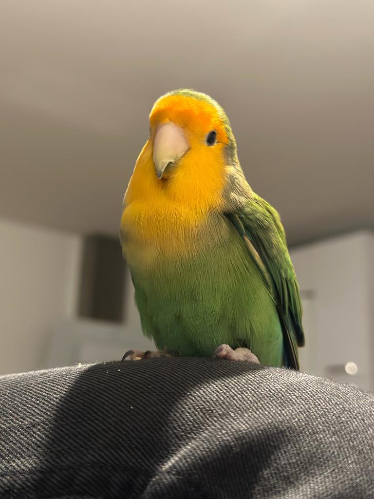 MiguelAbyssos's tweet photo. Se ha perdido este Agapornis por la zona entre Calle San Luis y Calle Feria a la altura del Vizcaíno. Es de mi cuñada! Si alguien lo localiza, que se ponga en contacto conmigo por privado! Reacciona al nombre de Pepe. 🙏🏽 Compartir por favor! https://t.co/ziBEPOOopR