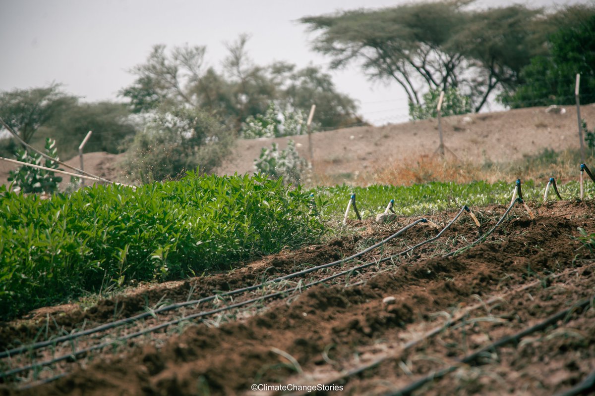 climateonlense's tweet photo. As demonstrated by farmer in Kalobeyei drip irrigation farming is ideal for dryland farmers as one it reduces water wastage by target delivery of water to each plant´s roots,optimizing crops growth allowing increase of in productivity .
#drylandfarminginTurkana
#FoodSecurity https://t.co/oLcuSZzD4J