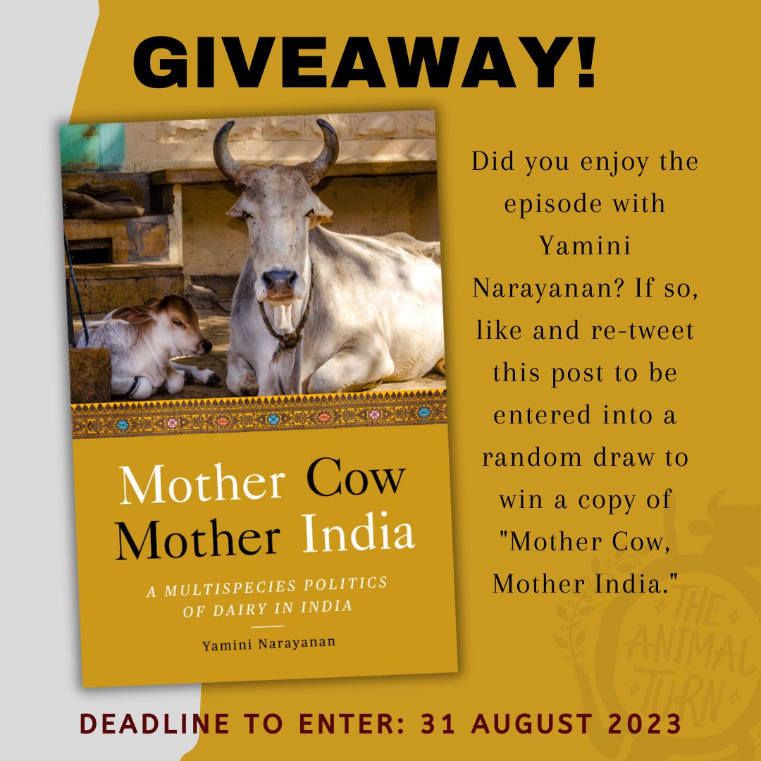 TheAnimalTurn's tweet photo. @ClaudiaFTowne @YaminiNarayanan Did you enjoy this episode of The Animal Turn? If so, you are in luck! Like and Re-tweet this post to be entered into a random draw to win a copy of "Mother Cow, Mother India" by @YaminiNarayanan and published by @standfordpress.

Deadline to enter is 31 August 2023. https://t.co/Gej3Gs5Lfh