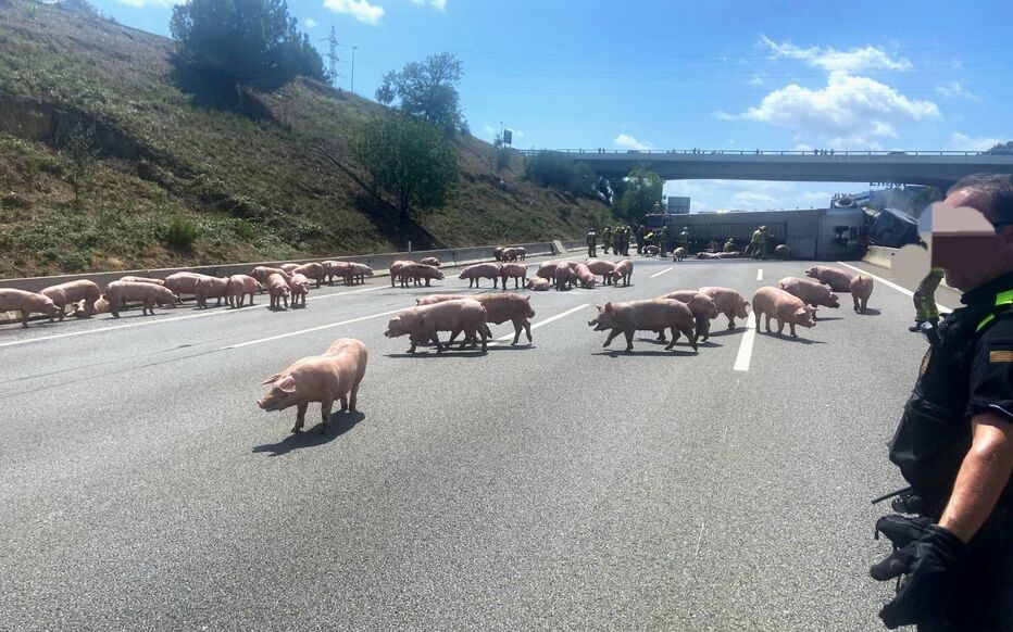 Mediavenir's tweet photo. 🐖🇪🇸 Insolite : des dizaines de cochons ont déferlé sur l'autoroute après l'accident du camion qui les convoyait en Catalogne, en #Espagne. (Le Parisien) #AP7 https://t.co/tc4r1D0Nrj