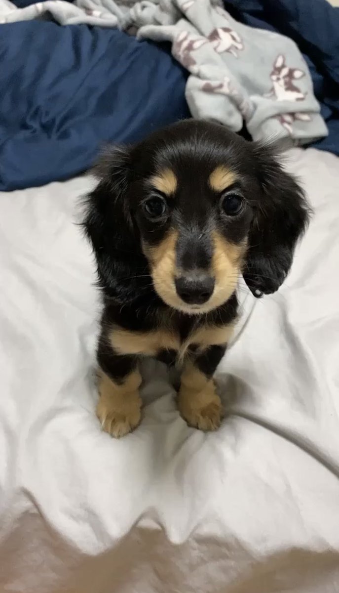 japan_alien's tweet photo. 相棒🐶 https://t.co/i4EOY6B1iJ
